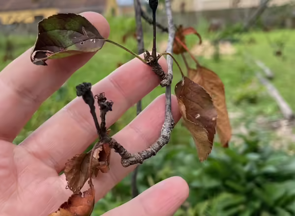 hand beside a sick apple twig with aborted fruit