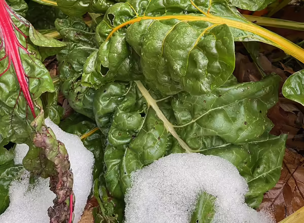 snow on top of swiss chard leaves