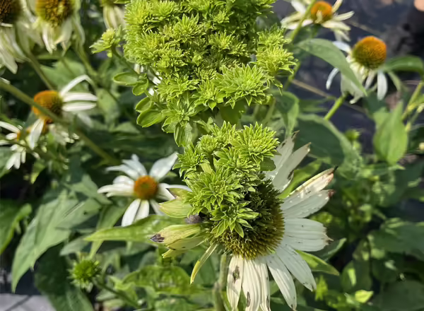 green leaves growing out of center of flower
