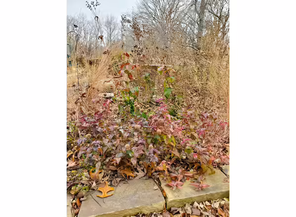 Native plants in a garden