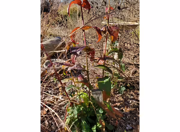 Native plants in a garden