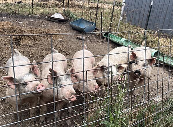 pigs in a paddock all looking at the camera