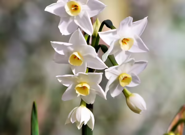 papwerwhite flowers with a yellow cup and white petals.