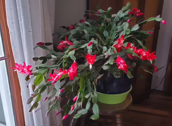 A mature thanksgiving cactus giving off blooms