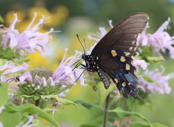 pipevine swallowtail on monarda
