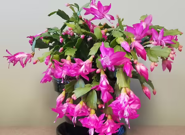 A thanksgiving cactus in bloom