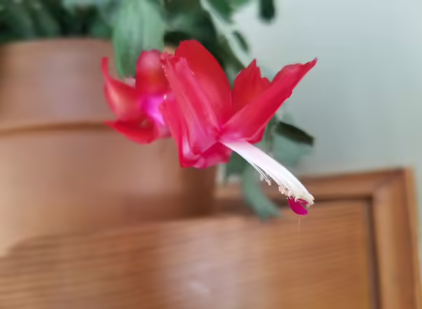 Thanksgiving cactus flower