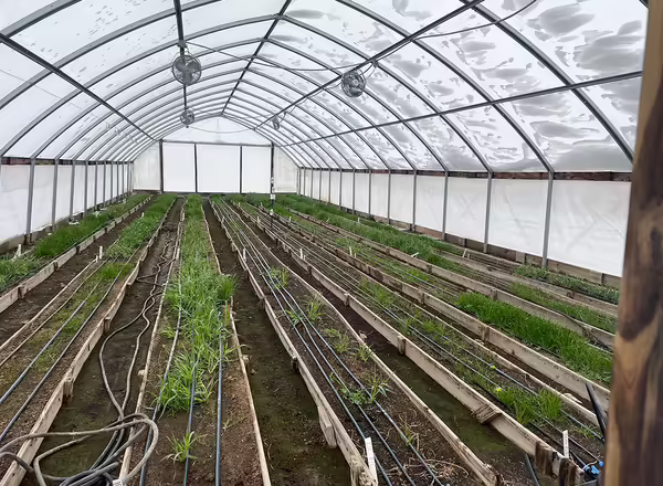 green plants growing in rows inside high tunnel in winter