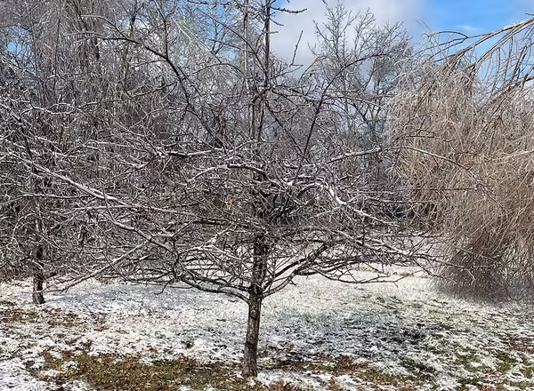 apple tree in winter covered in ice