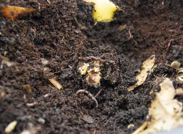 red wiggler worms feeding on kitchen scraps as part of a vermicomposting set up