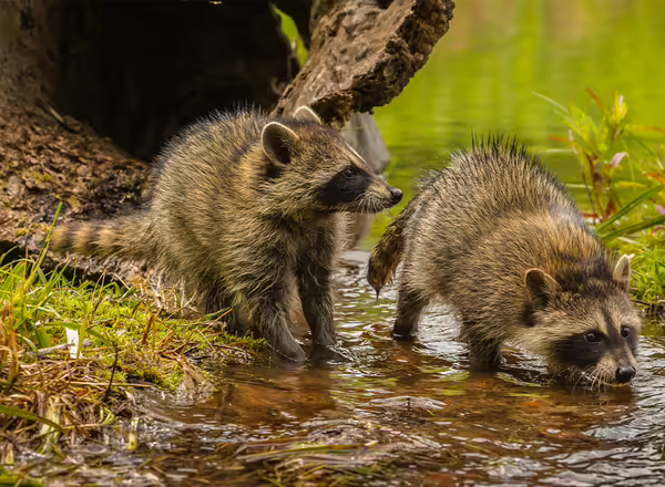 racoons drinking from stream