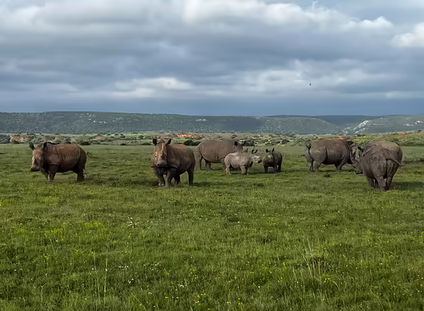 group of rhinoceros standing in a field