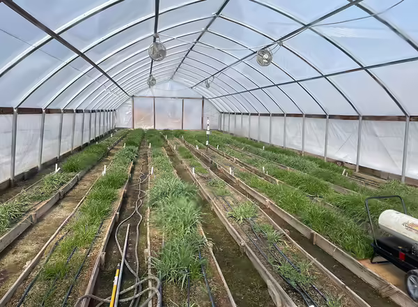 rows of green plants growing inside a high tunnel