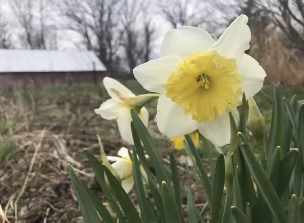 white petals with butter yellow cup daffodil bloom