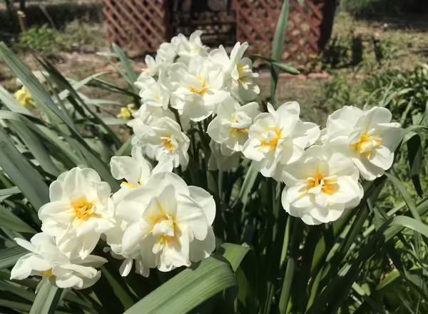 double white blooms with small yellow center