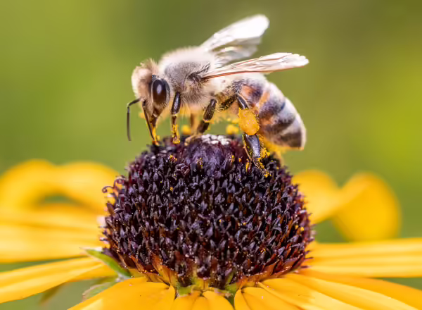 Bee on a flower