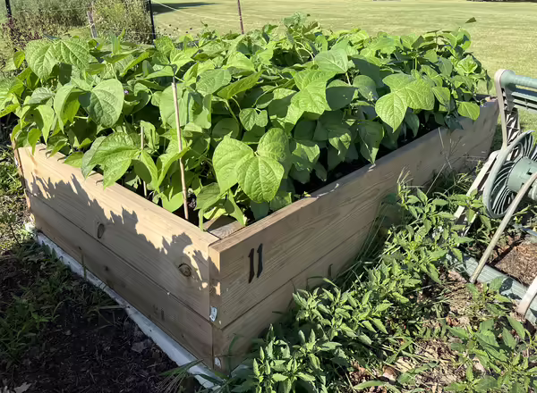 raised garden bed of zucchini plants