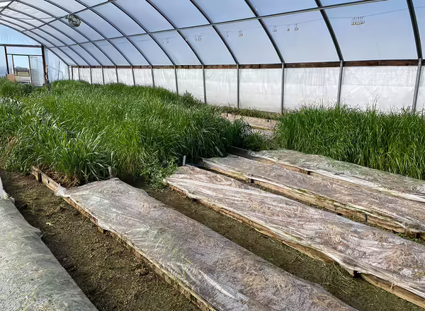 rows of green plants growing inside a high tunnel with sections of dead plants covered in clear plastic