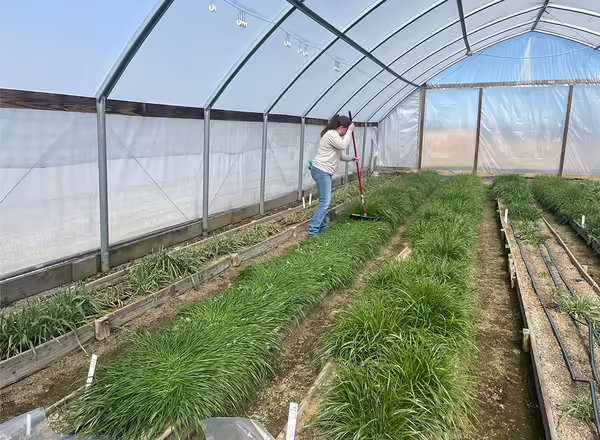 person working inside high tunnel pushing down row of green plants