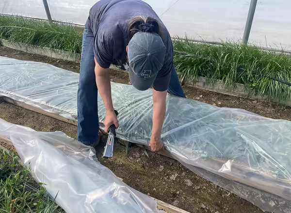 person leaning over stapling clear plastic over bed of green plants