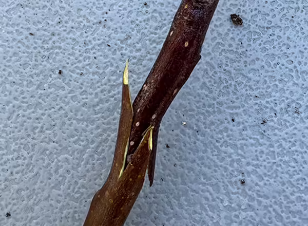 two apple twigs cut at angles and spliced together