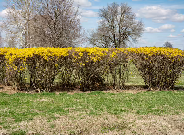 A row of forsythia shrubs that have been pruned as a hedge and are only producing blooms at the top of the plants.