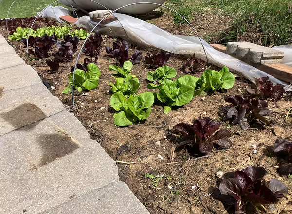 green and red head lettuce in garden