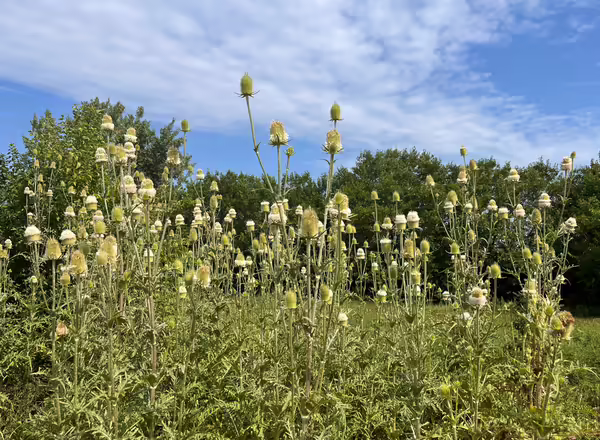 teasel plants