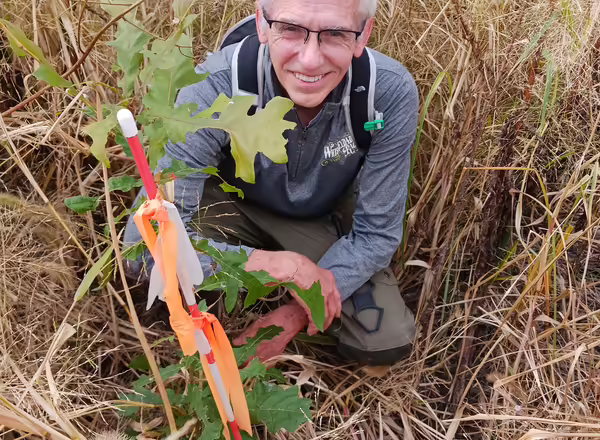 A man kneels in a grassland next to a marked tree seedling