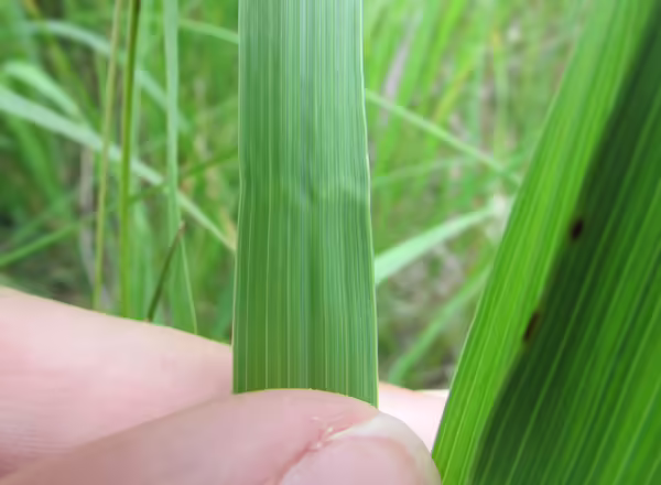 hand holding grass blade with a crimp
