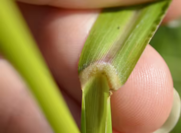hand holding leaf blade