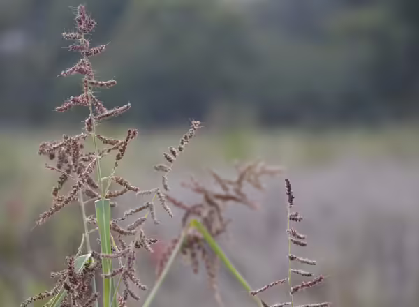 barnyard grass in bloom