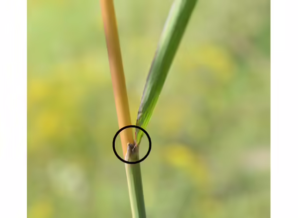 yellow grass stem with green leaf and black circle around the grass horn