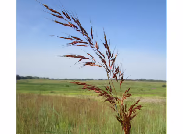 orange panicle inflorescence with prairie in background