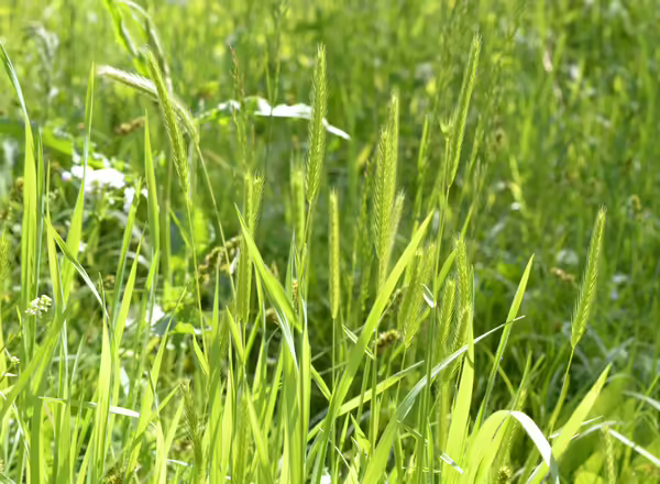clump of little barley