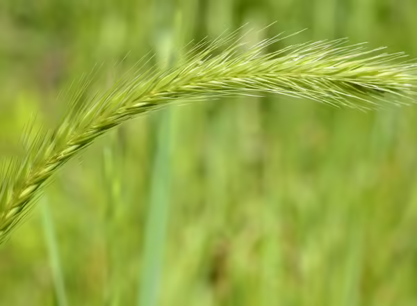 spike of little barley