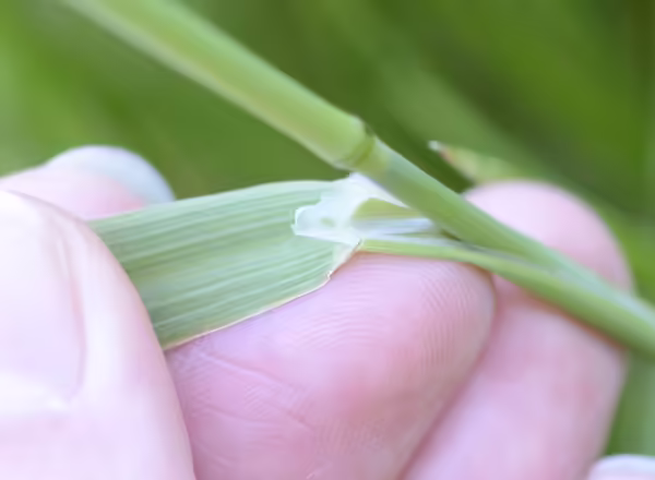 hand holding grass blade back from stem to show ligule