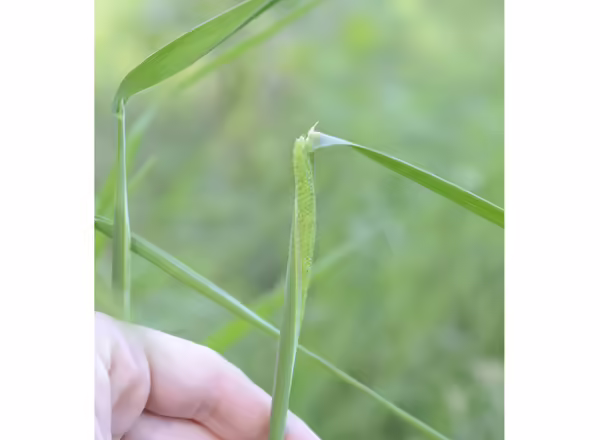 hand holding grass