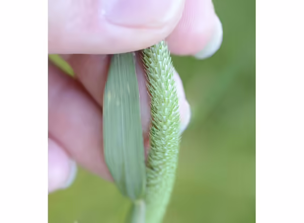 hand holding spike inflorescence of timothy