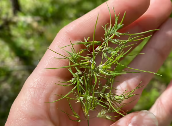 hand holding panicle of bulbous bluegrass