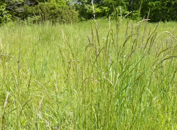 field of grass with fescue in bloom