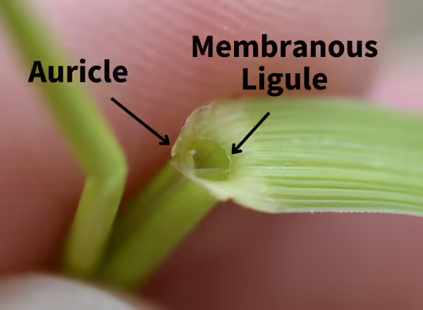 auricle and arrow pointing to arm-like feature and membranous ligule and arrow pointing at ligule of tall fescue