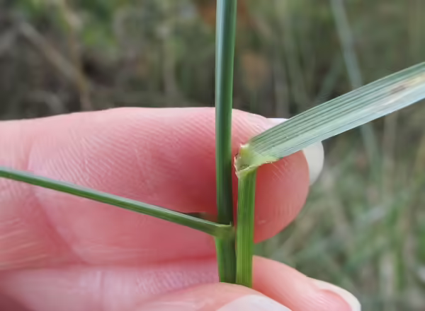 hand holding stem of tall fescue with leaf blades at nearly 90 degree angles