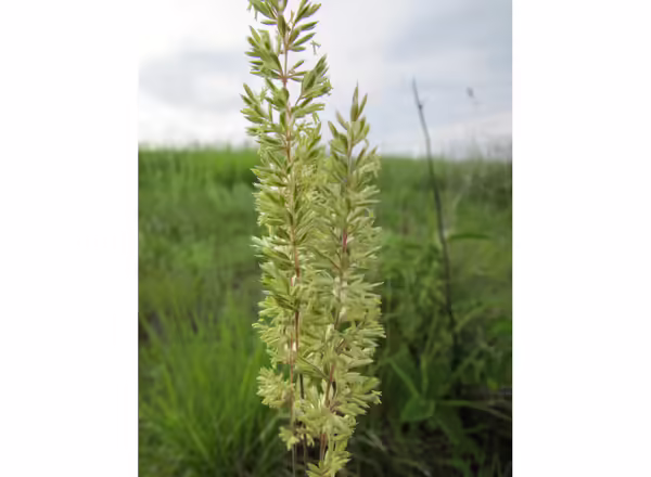light green inflorescence of Junegrass