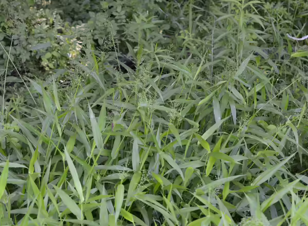 patch of deer tongue grass in bloom