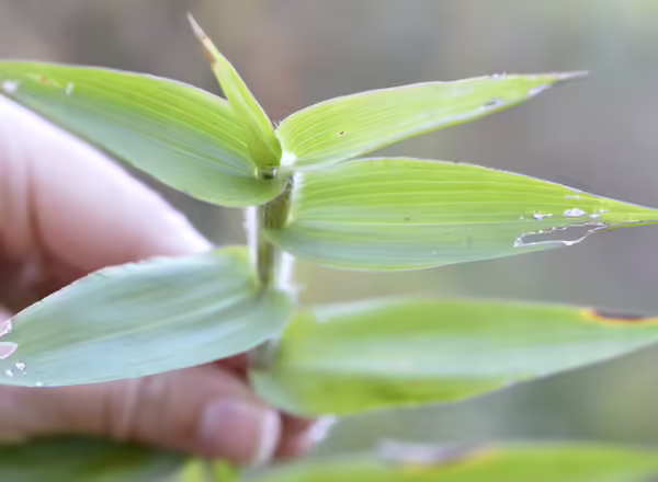 leaves of deer tongue grass with a broad base and pointed tip