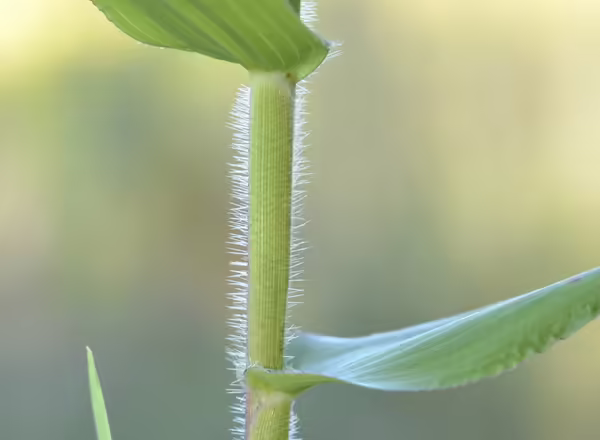 hairy leaf sheath