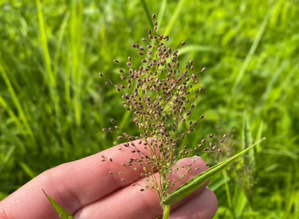 hand holding panicle inflorescence with round spikelets