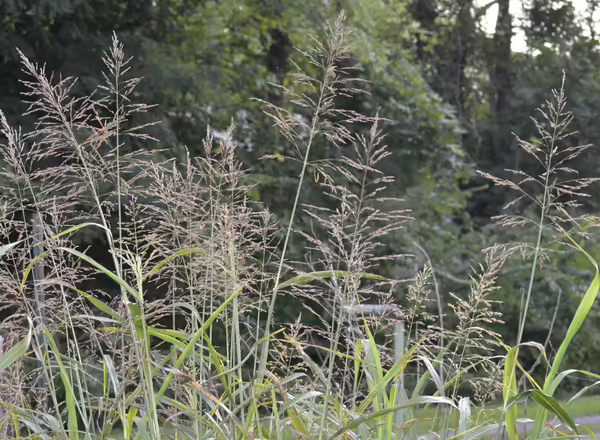clump of johnsongrass in bloom