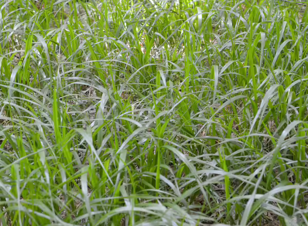 clump of beakgrass